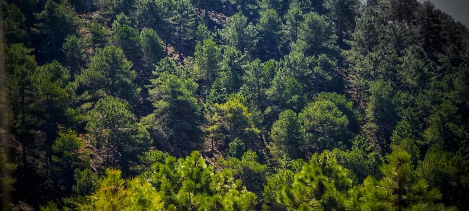 Casa Rural La Piedra Del Cambron Villaverde De Guadalimar Eksteriør billede